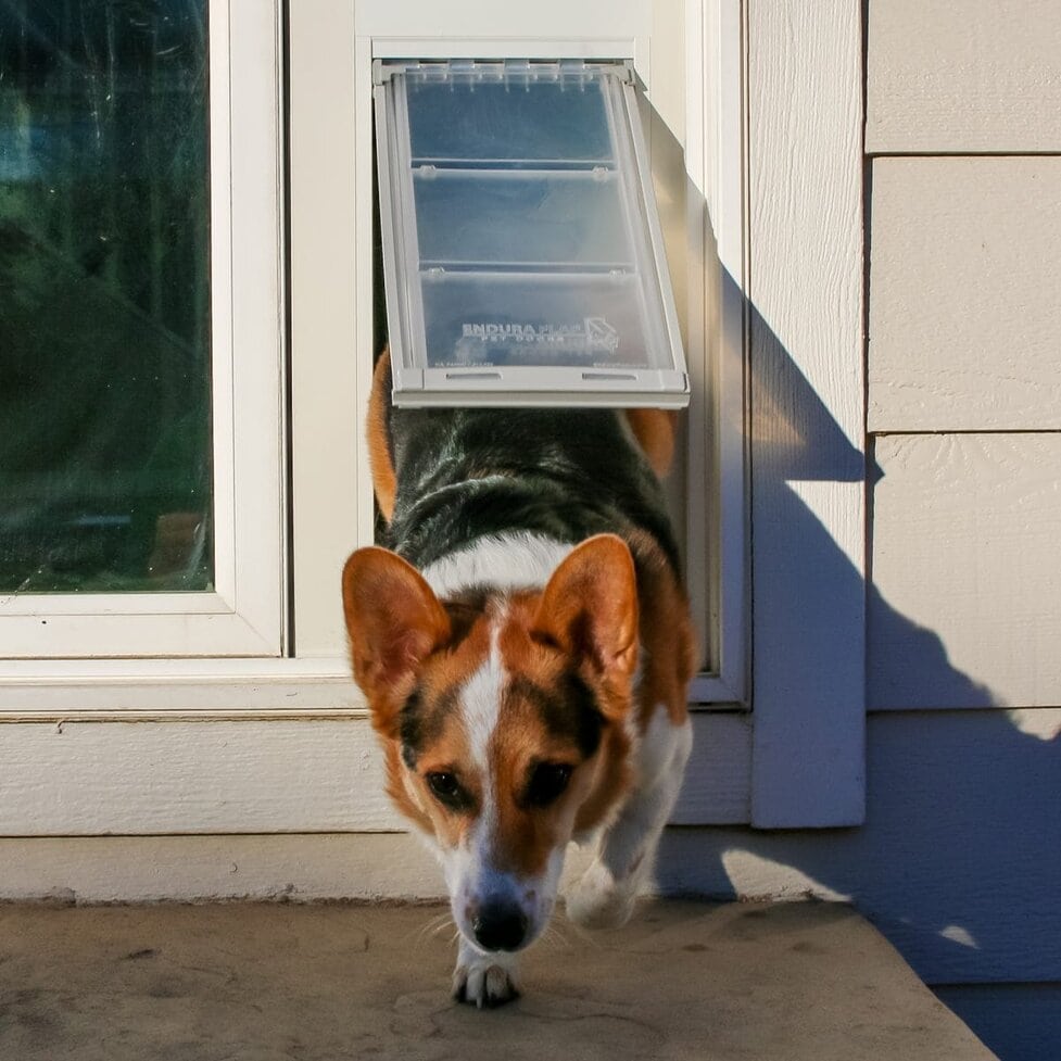 Wagz dog door new arrivals